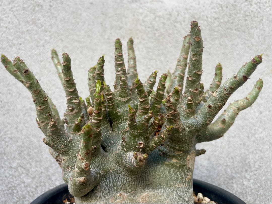 ［大株］アデニウム アラビカム 実生（休眠明け）