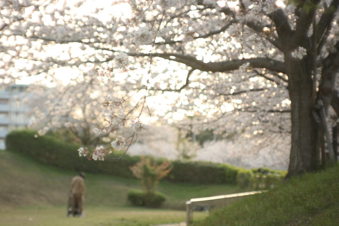 【整備済】 Minolta SRT101 50mm F/1.7 ｜028