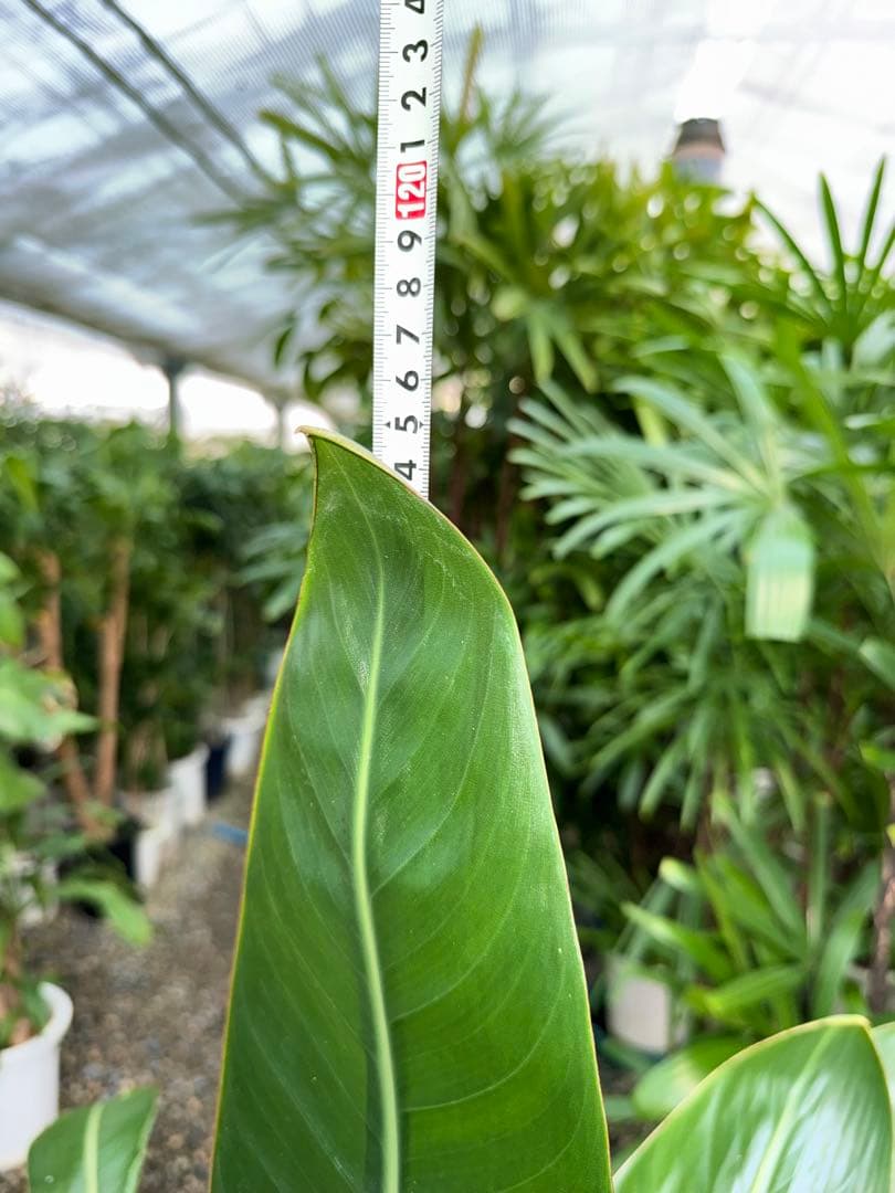【特大極上苗2株】ストレリチア レギネ 極楽鳥花 7号鉢 葉数多め 背高め