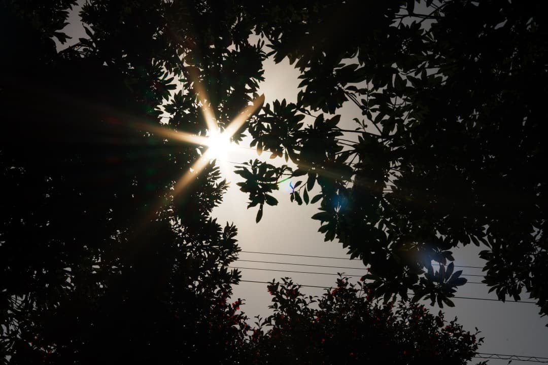 レンズ(単焦点) Carl Zeiss S-Planar 60mm F2.8 AEG 955