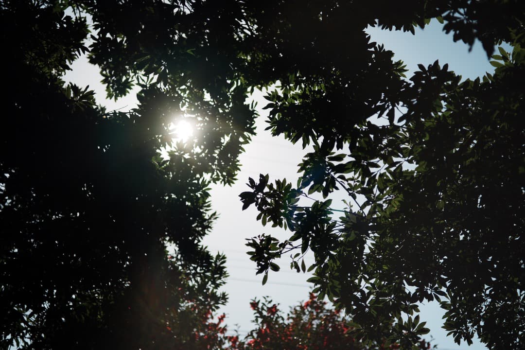 レンズ(単焦点) Carl Zeiss S-Planar 60mm F2.8 AEG 955