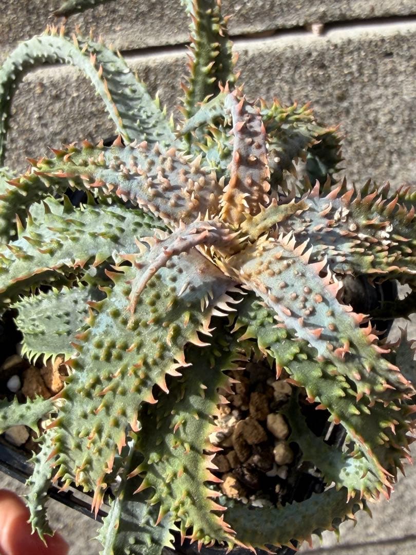 アロエ　ハイブリッド“tarantula”Aloe hybrid 子株　第四種