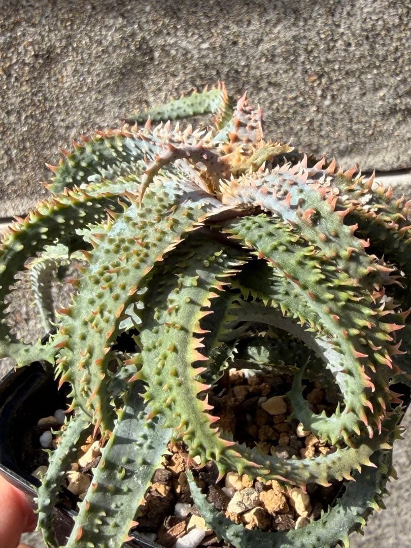 アロエ　ハイブリッド“tarantula”Aloe hybrid 子株　第四種