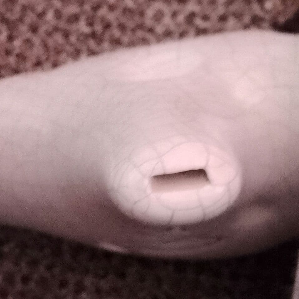 フォーカリンクオカリナ　ペッツォ　AC　真珠（白　光沢あり）