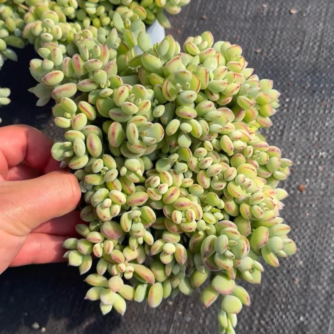 Top【選抜株】多肉植物　23005コチレドン　ペンデンス　10個　鉢無し/脱土