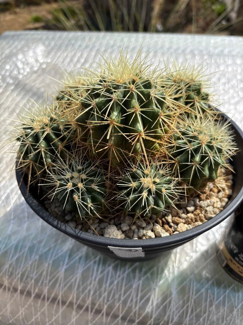 エキノカクタス　金鯱　群生株　③ キンシャチ