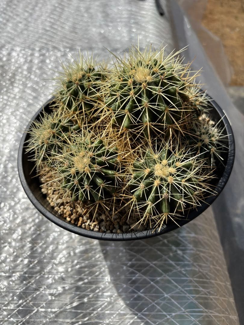 エキノカクタス　金鯱　群生株　③ キンシャチ