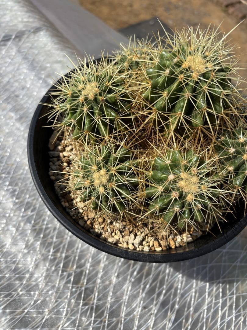 エキノカクタス　金鯱　群生株　③ キンシャチ