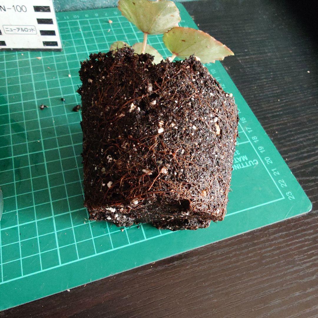 ベゴニア　ルージュ　バリエガータ　根張りバッチリ！　タグ付き