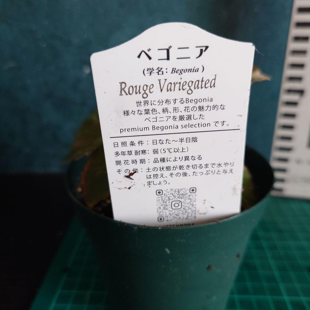 ベゴニア　ルージュ　バリエガータ　根張りバッチリ！　タグ付き