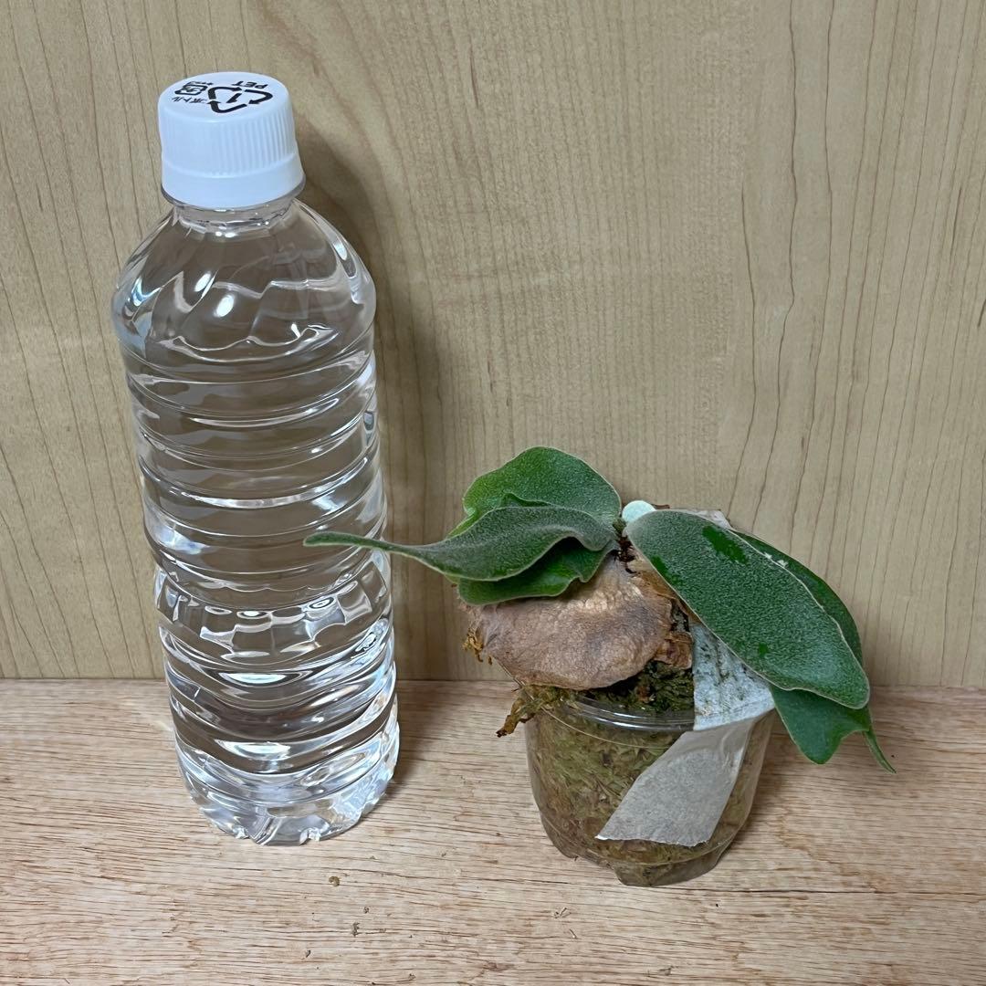 P.Kabkaew カブカエ　ck pavilion ビカクシダ