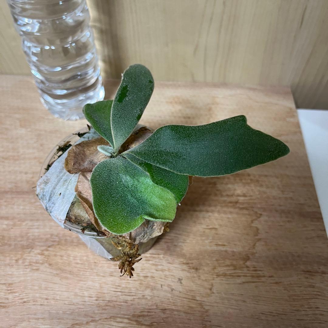 P.Kabkaew カブカエ　ck pavilion ビカクシダ