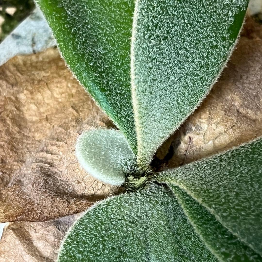 P.Kabkaew カブカエ　ck pavilion ビカクシダ