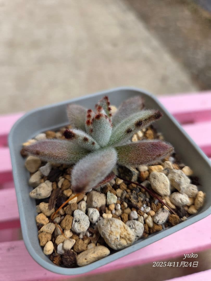 ★専用★ 多肉植物 カランコエ もふもふ兎シリーズ♡ ４種 抜き苗・カット苗