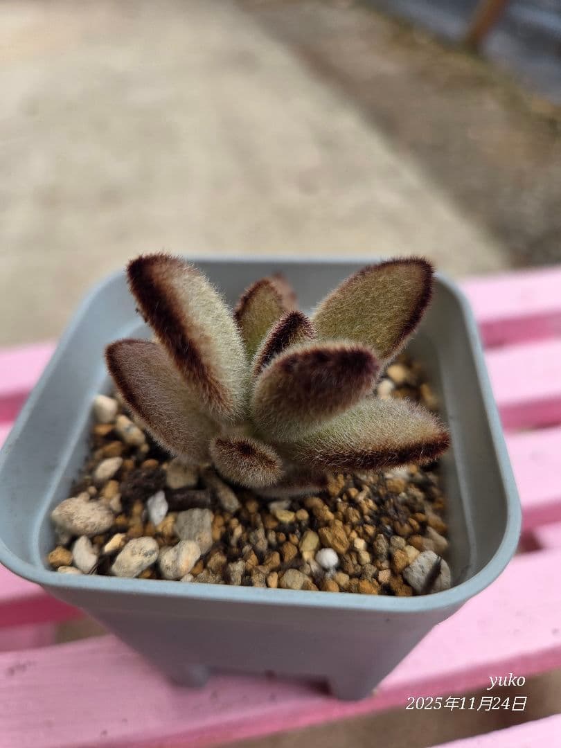 ★専用★ 多肉植物 カランコエ もふもふ兎シリーズ♡ ４種 抜き苗・カット苗