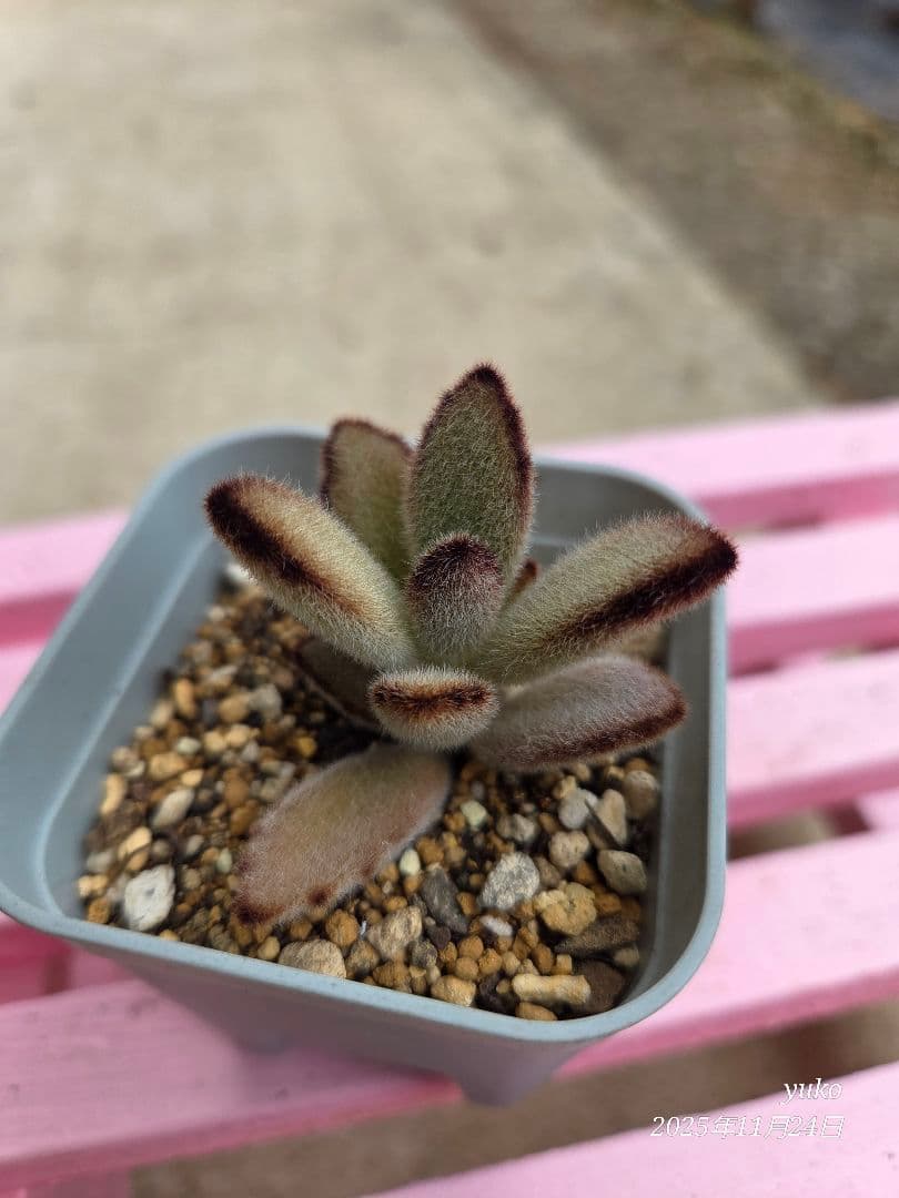 ★専用★ 多肉植物 カランコエ もふもふ兎シリーズ♡ ４種 抜き苗・カット苗