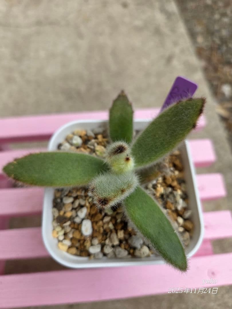★専用★ 多肉植物 カランコエ もふもふ兎シリーズ♡ ４種 抜き苗・カット苗