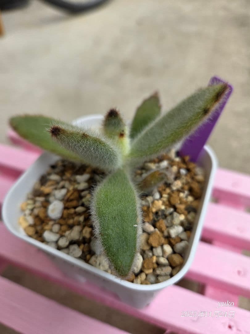 ★専用★ 多肉植物 カランコエ もふもふ兎シリーズ♡ ４種 抜き苗・カット苗