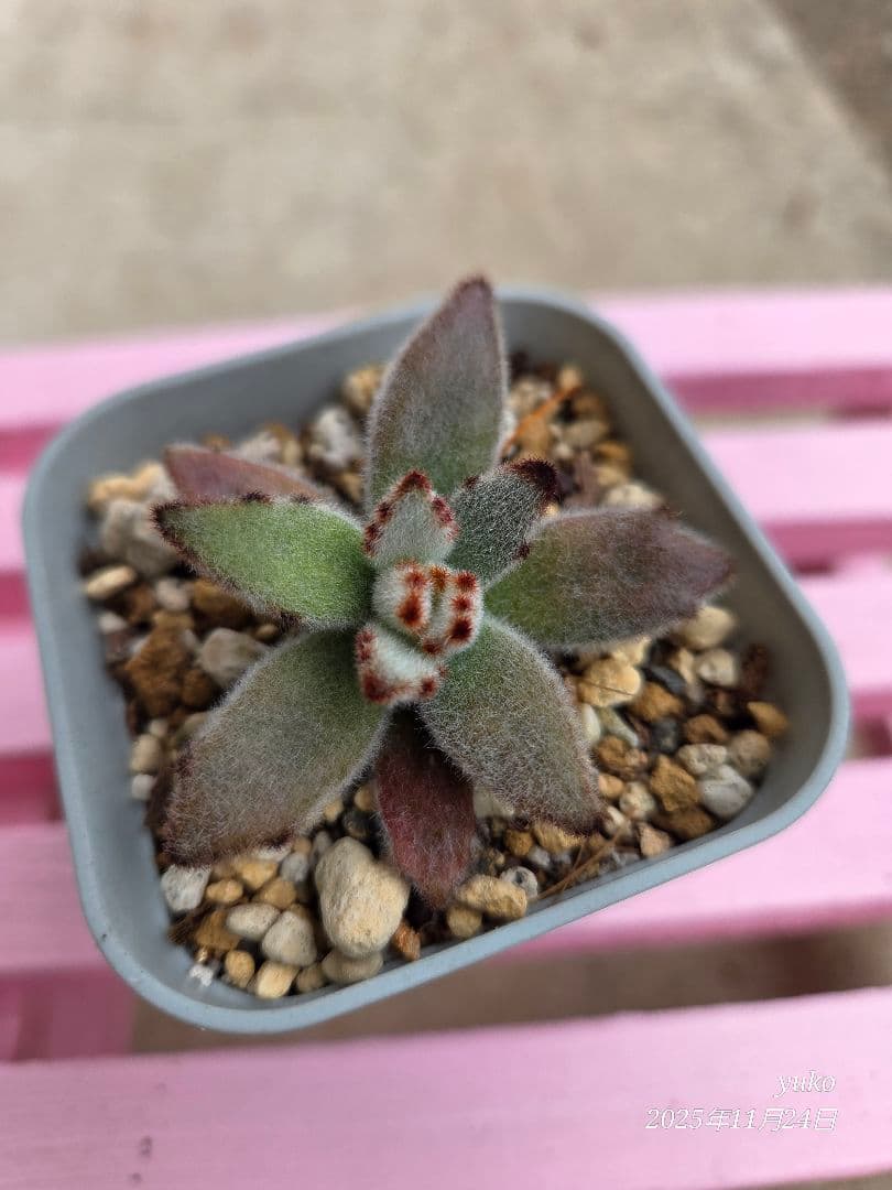 ★専用★ 多肉植物 カランコエ もふもふ兎シリーズ♡ ４種 抜き苗・カット苗