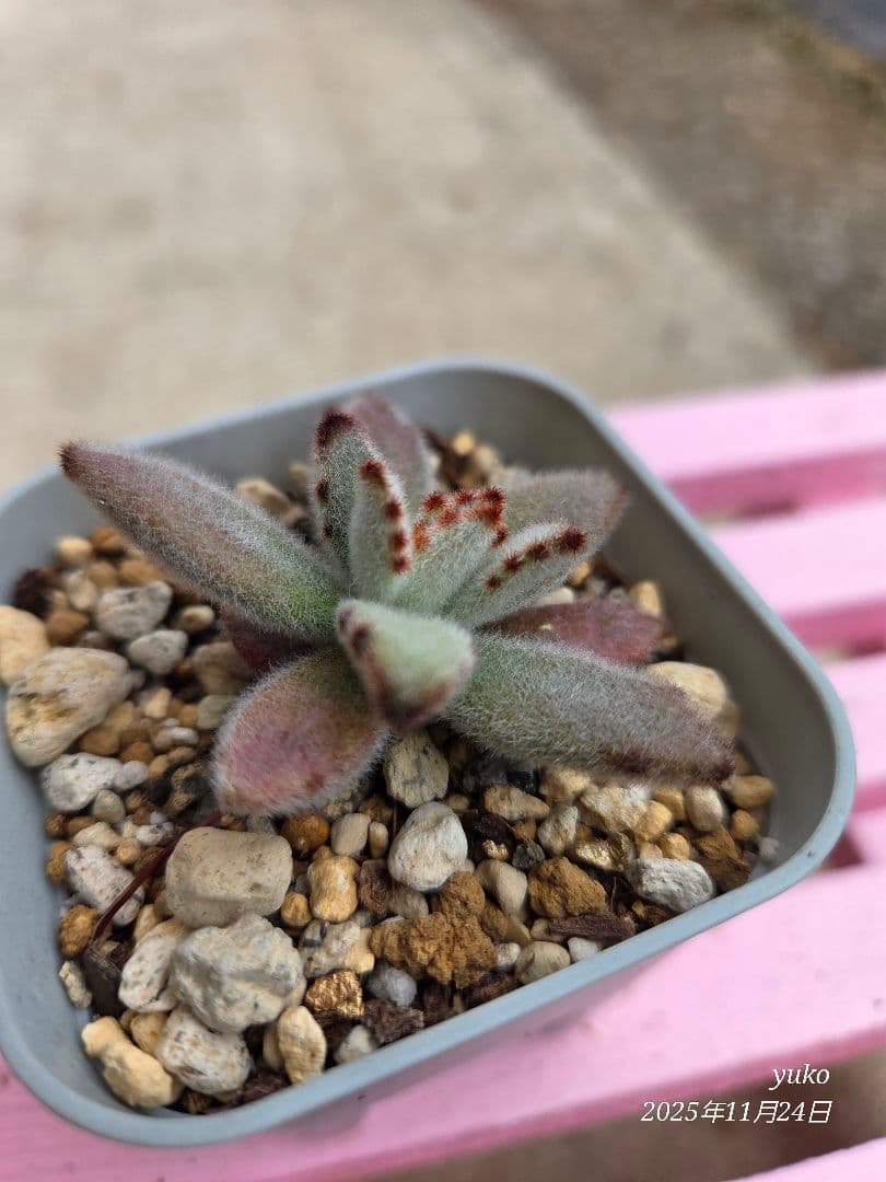 ★専用★ 多肉植物 カランコエ もふもふ兎シリーズ♡ ４種 抜き苗・カット苗