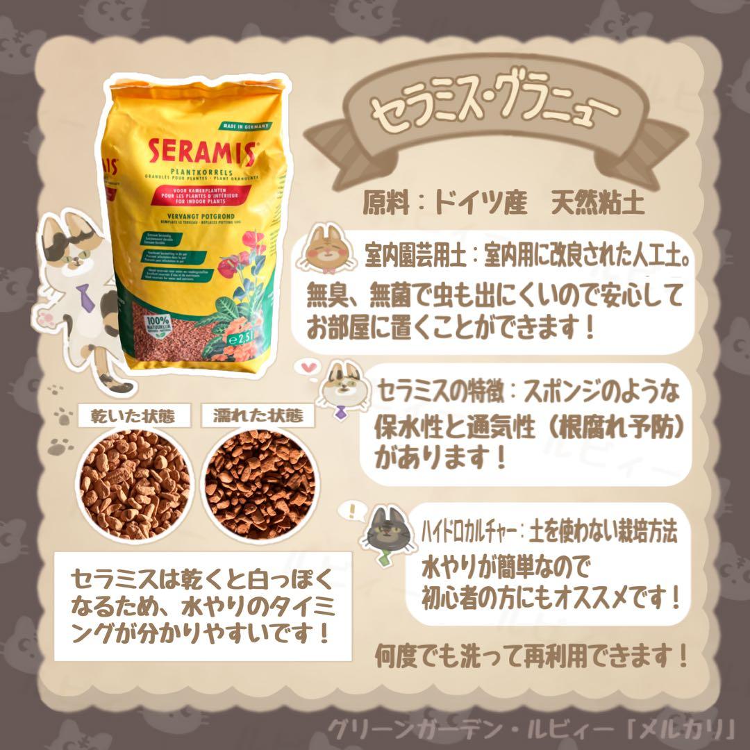 R　ガジュマル　サンセベリア　シェフレラ　コーヒーの木　4点おまとめ