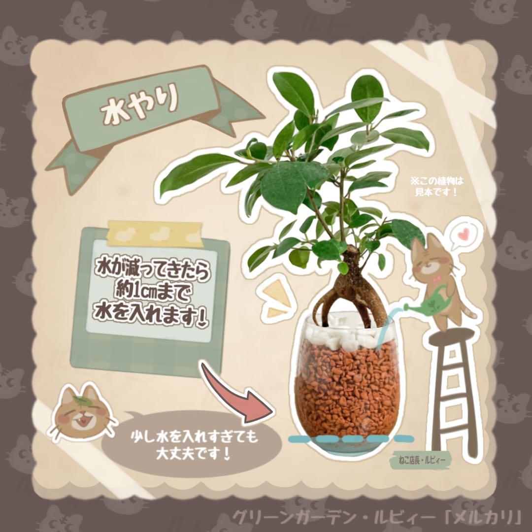 R　ガジュマル　サンセベリア　シェフレラ　コーヒーの木　4点おまとめ