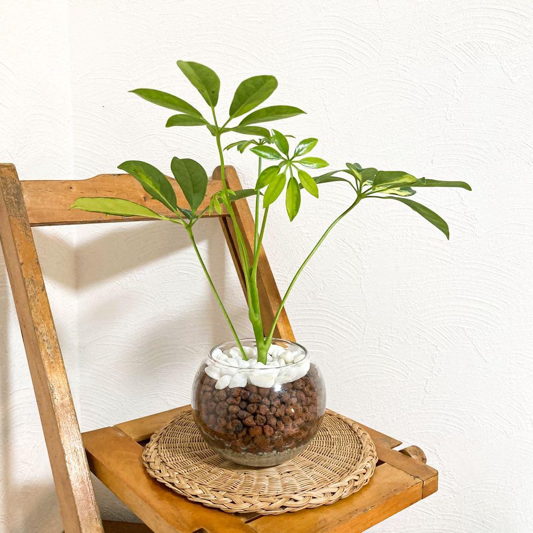 R　ガジュマル　サンセベリア　シェフレラ　コーヒーの木　4点おまとめ