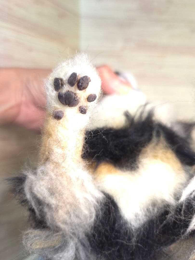 羊毛フェルト 愛犬オーダー 全身オーダー ☆ゆか様オーダー☆