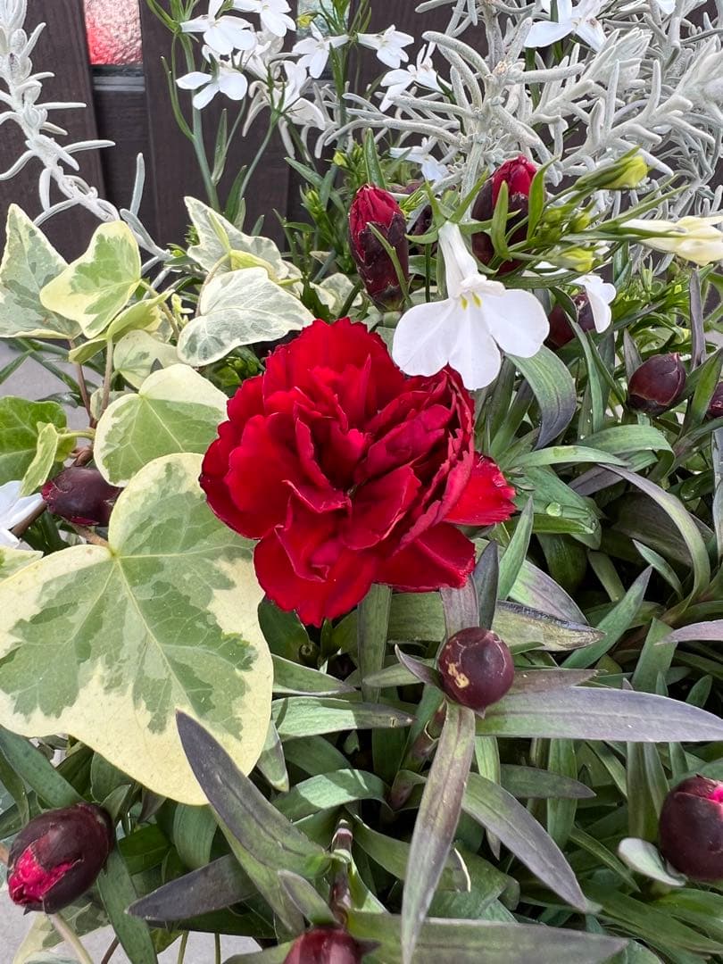 母の日にも♪ 寄せ植え　花■シックなカラーの寄せ植え　カーネーション