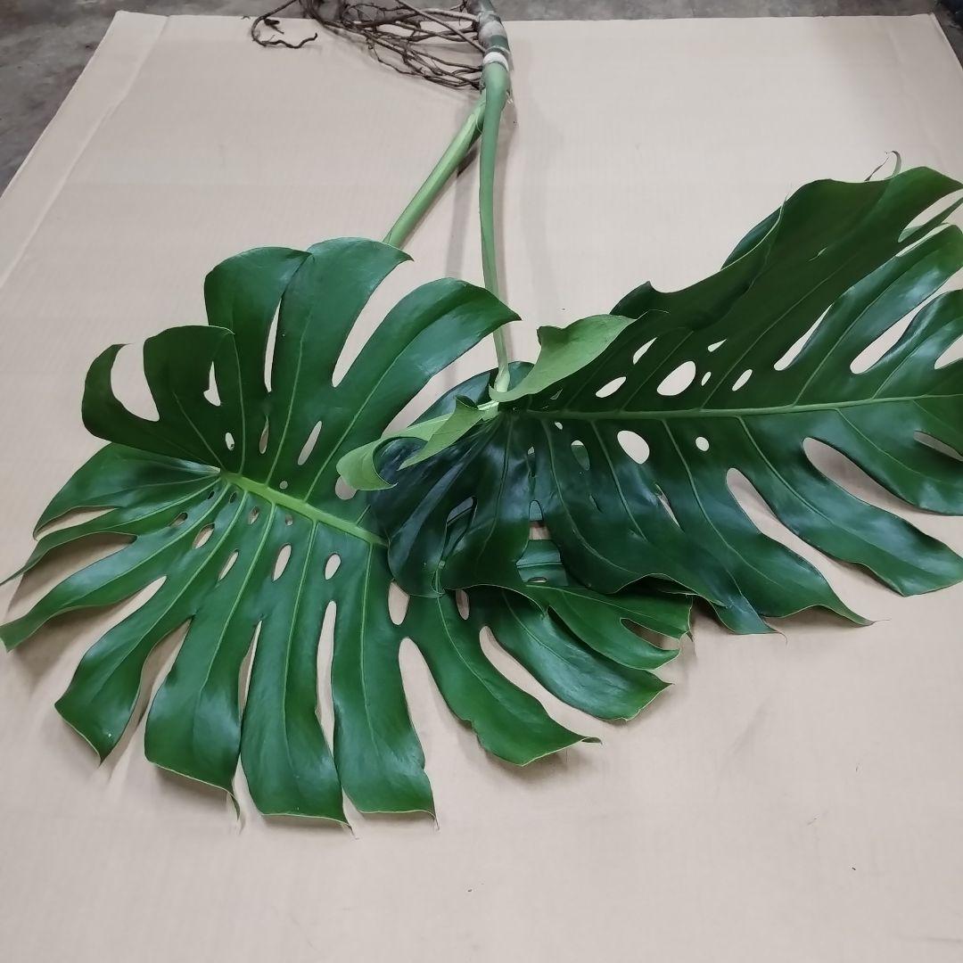 ※訳ありモンステラ　大きな葉　観葉植物