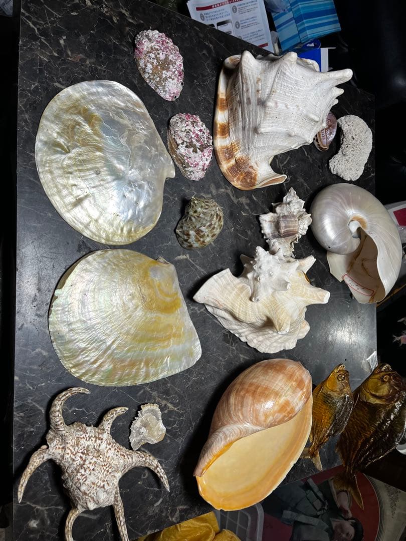 水字貝、クモガイ（蜘蛛貝）スイジガイ（水字貝）の殻