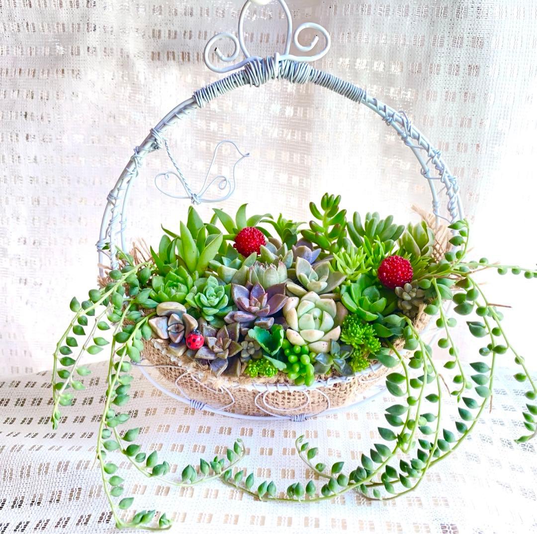 ✿多肉寄せ植え✿白かご✿ワイヤークラフト籠 ✿そのまま飾れます