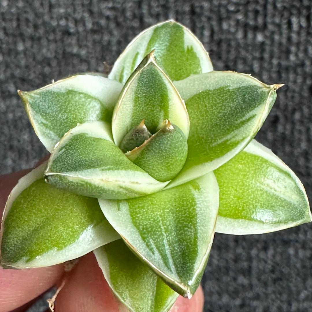 2123多肉植物 アガベ　ピンキー　王妃笹の雪A型　白覆輪斑