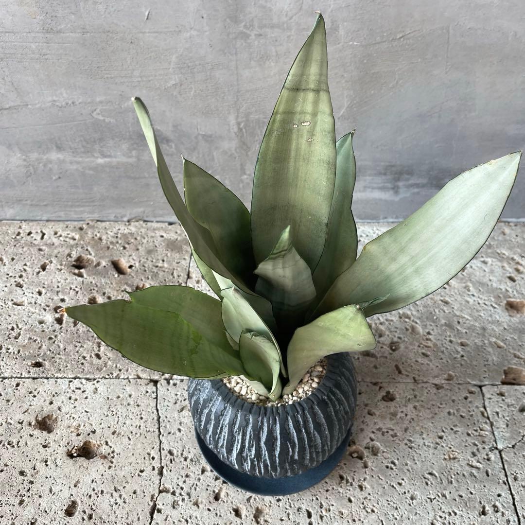 サンスベリア　ムーンシャイン　陶器鉢　植え込み発送