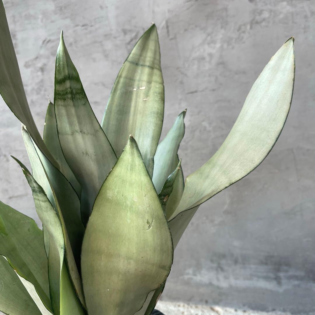 サンスベリア　ムーンシャイン　陶器鉢　植え込み発送