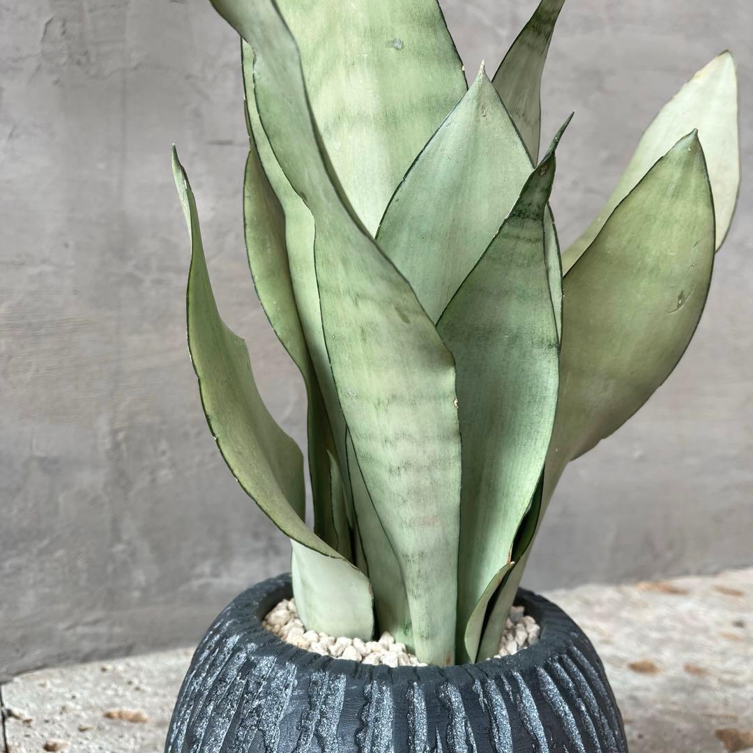 サンスベリア　ムーンシャイン　陶器鉢　植え込み発送