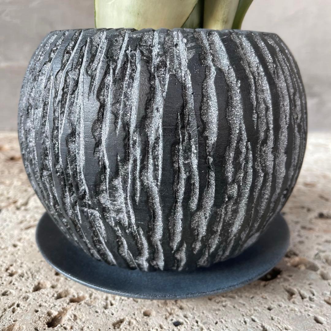 サンスベリア　ムーンシャイン　陶器鉢　植え込み発送