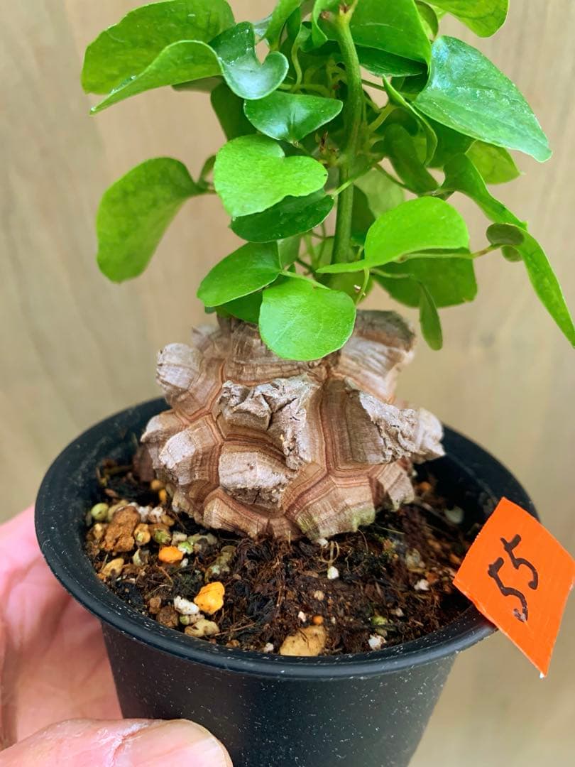 アフリカ亀甲竜　no55