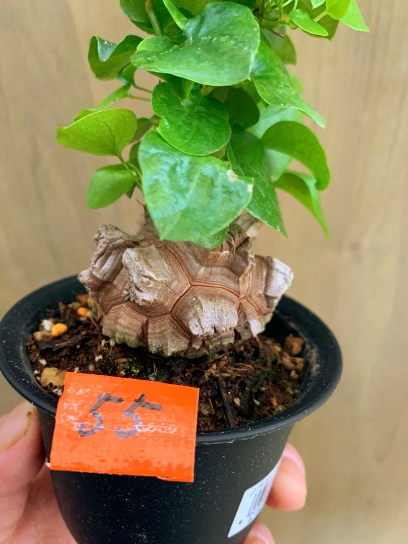 アフリカ亀甲竜　no55