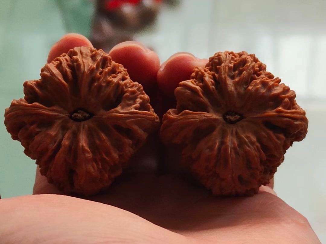 遊び胡桃【至高・三角】涿鹿産・三角南疆石 老樹