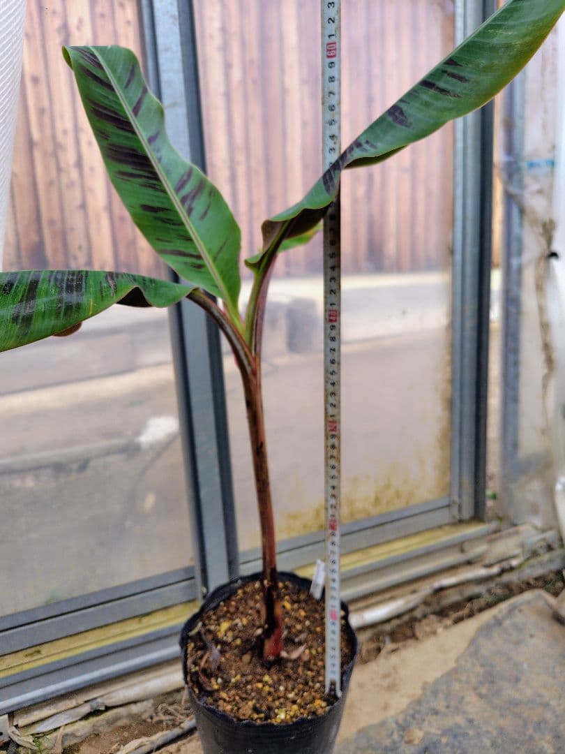 Musa Gracillis Holttum斑入り バナナ苗