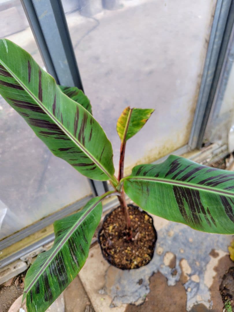 Musa Gracillis Holttum斑入り バナナ苗