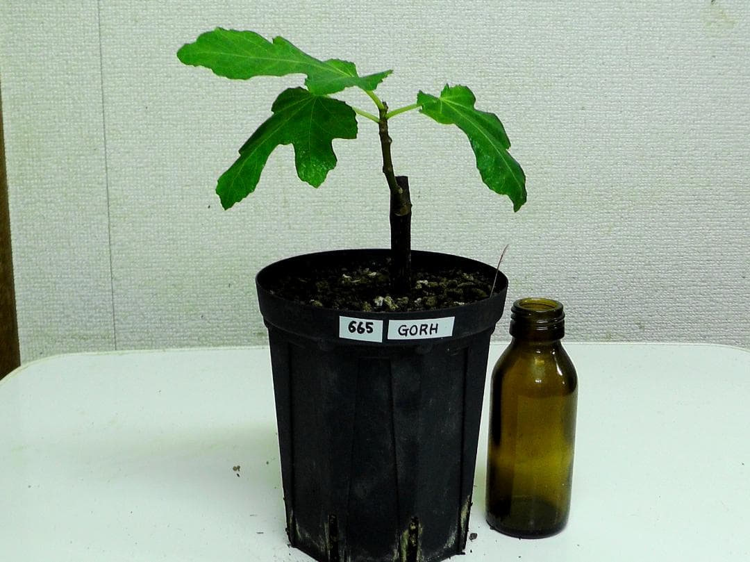 イチジク苗まとめ,（ BMA・JFE + GORH ）,いちじく