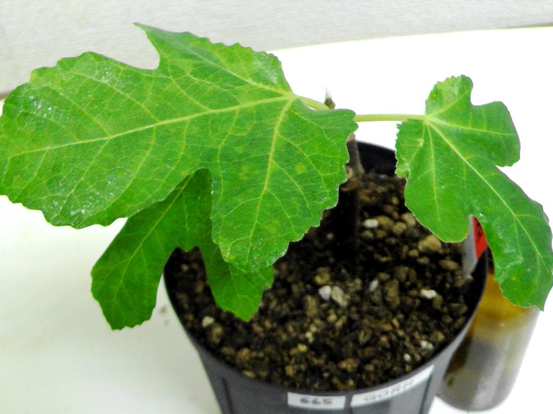 イチジク苗まとめ,（ BMA・JFE + GORH ）,いちじく