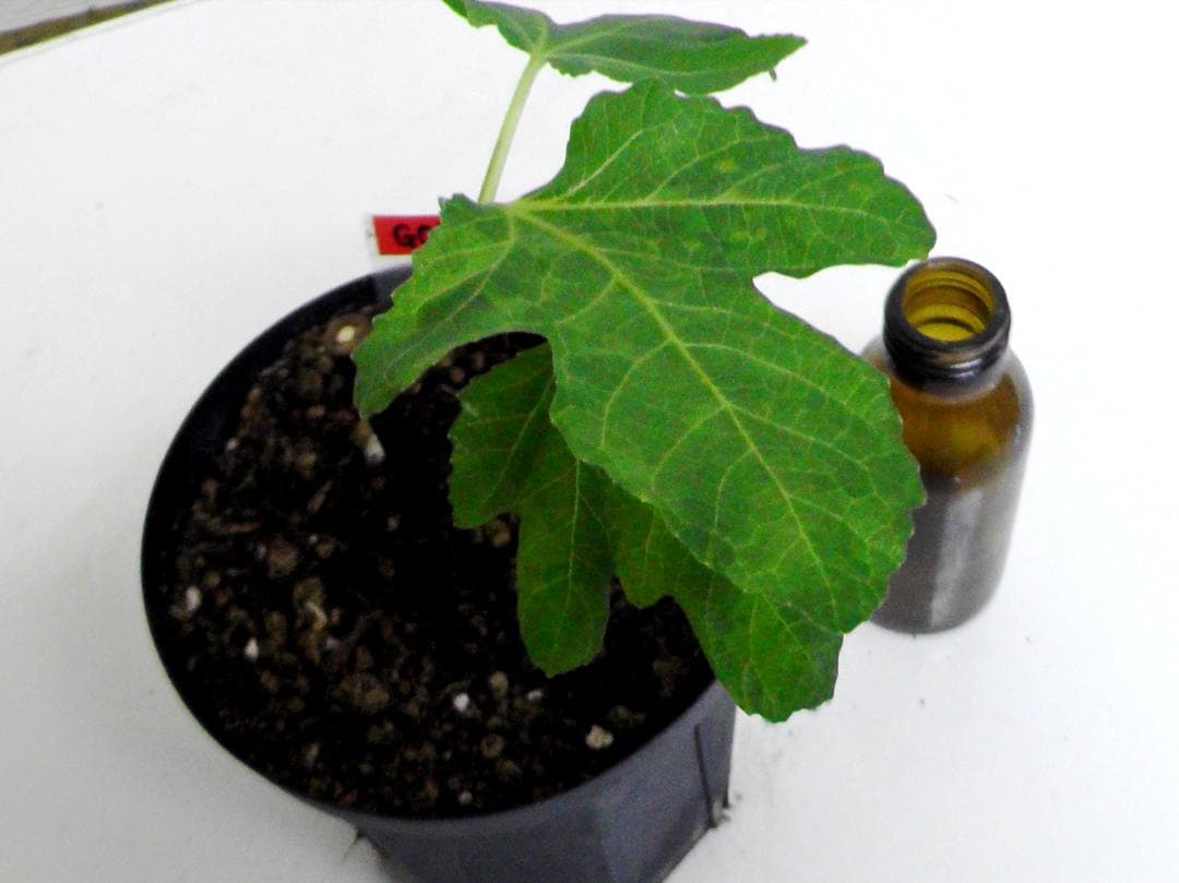 イチジク苗まとめ,（ BMA・JFE + GORH ）,いちじく