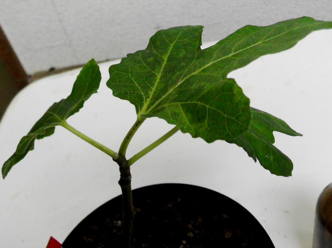 イチジク苗まとめ,（ BMA・JFE + GORH ）,いちじく