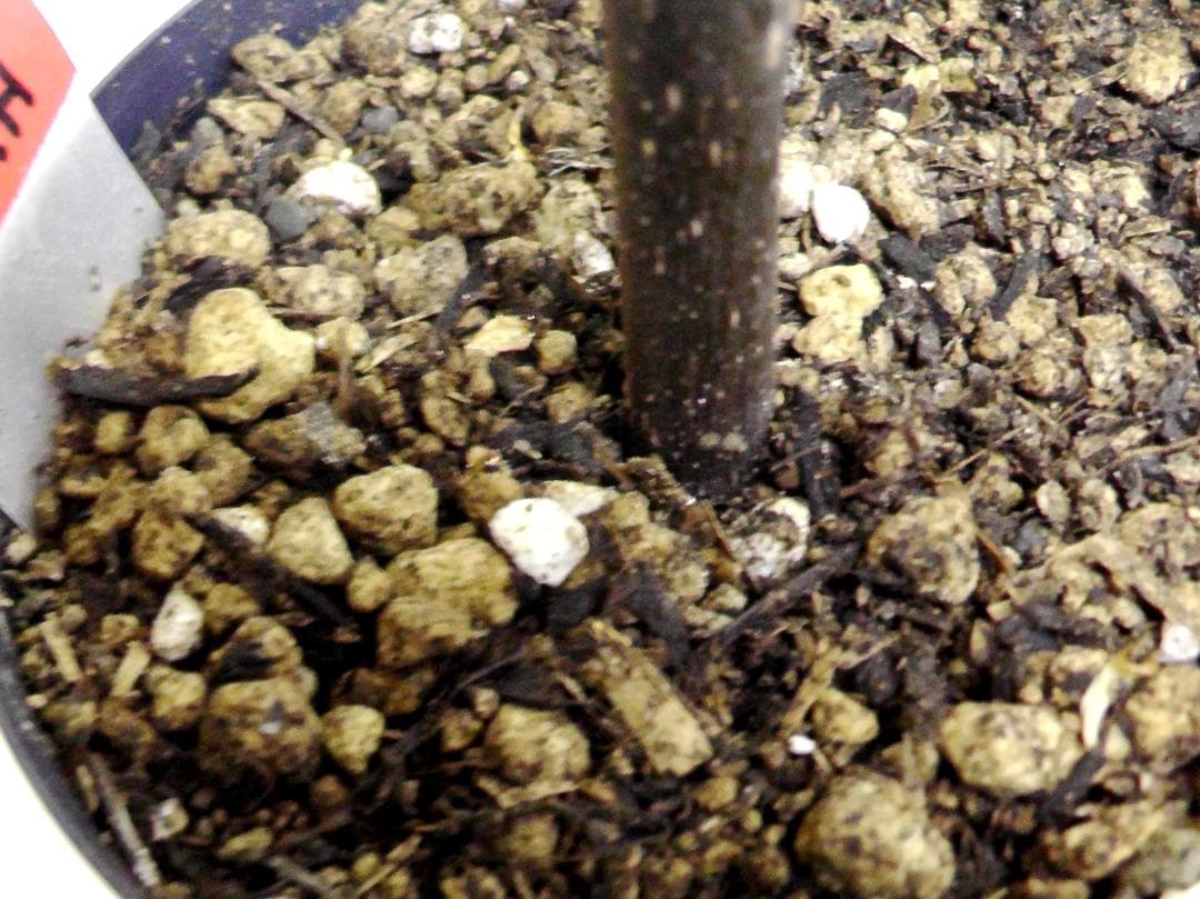 イチジク苗まとめ,（ BMA・JFE + GORH ）,いちじく