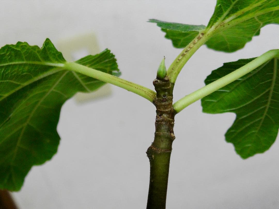 イチジク苗まとめ,（ BMA・JFE + GORH ）,いちじく