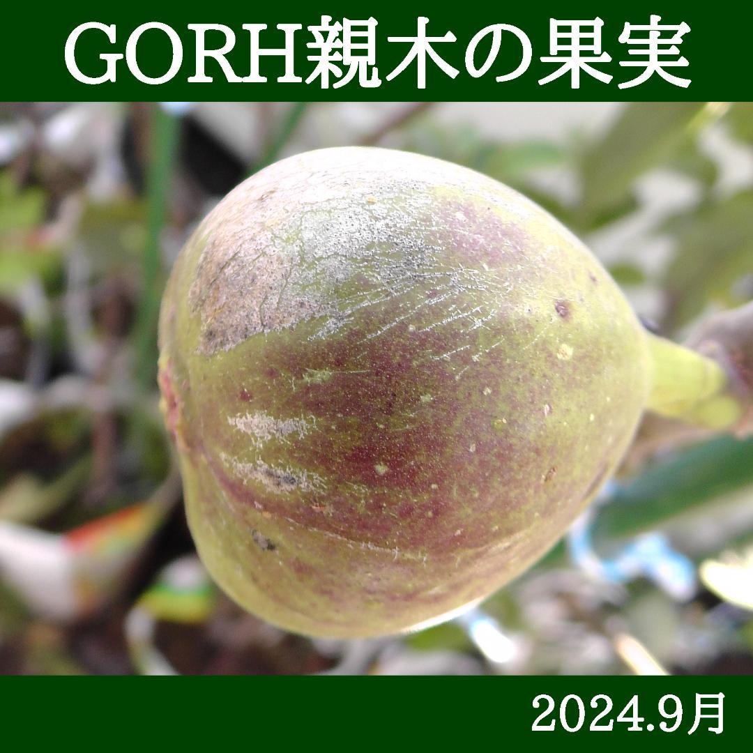 イチジク苗まとめ,（ BMA・JFE + GORH ）,いちじく