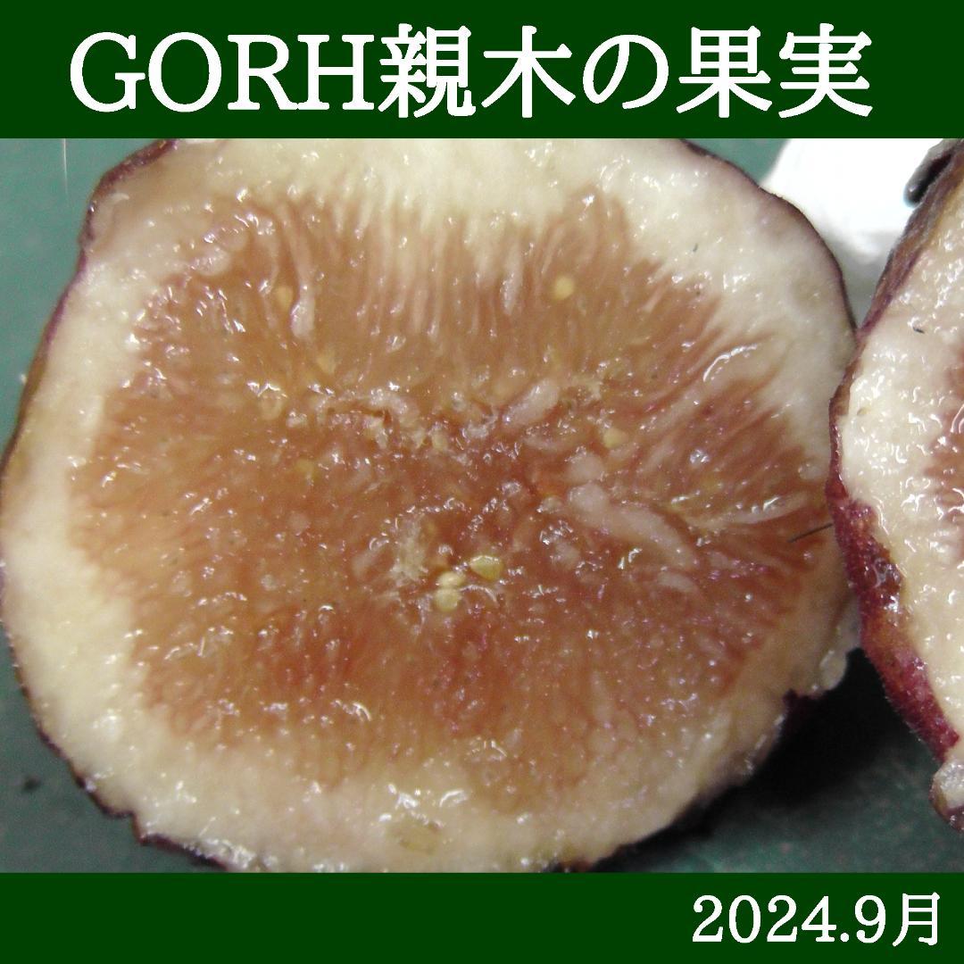 イチジク苗まとめ,（ BMA・JFE + GORH ）,いちじく